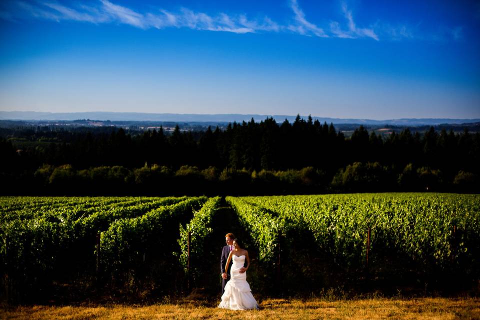 Ponzi Vineyards