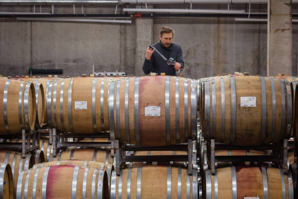 Ponzi Vineyards