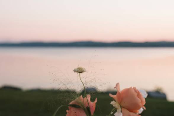 Wildflowers at dusk