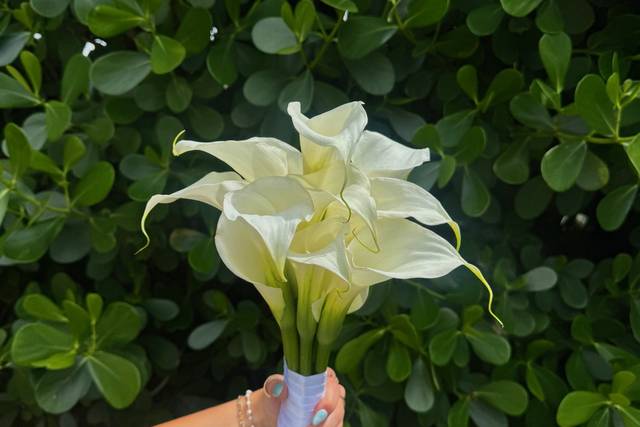 Friendly Foliage
