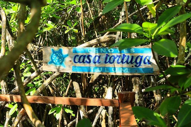 Cenotes Casa Tortuga Tulum