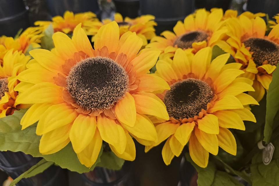 Flowers 11