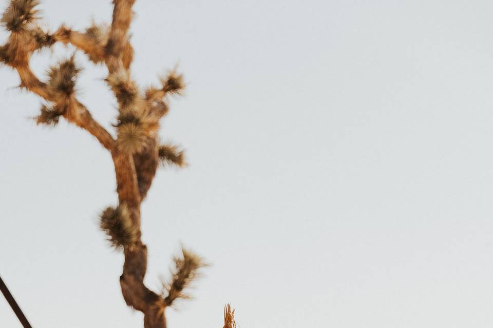 Desert Rose and White Chairs