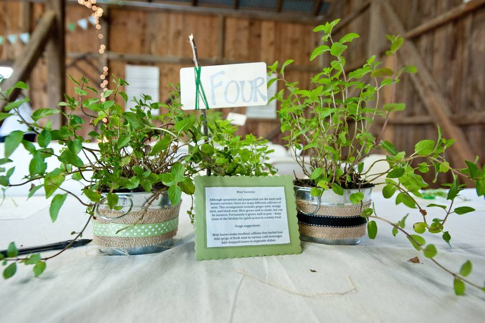 The bride wanted living centerpieces, so these are all potted herbs in galvanized steel buckets with rustic burlap and ribbon. The 