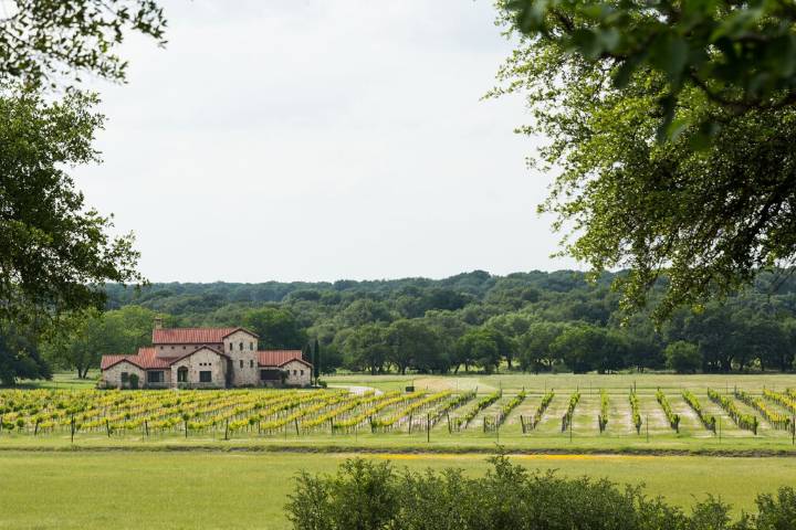 The Vineyard At Florence