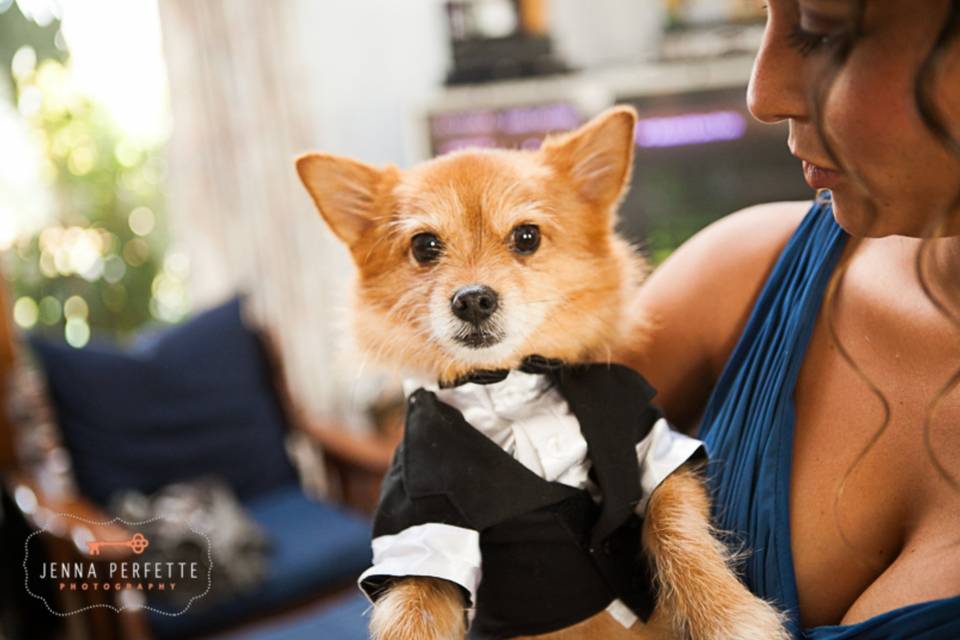 Dog Friendly Weddings