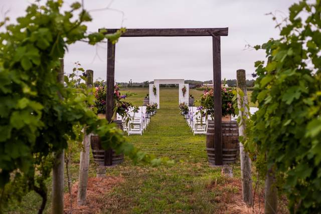 Sanctuary Vineyards