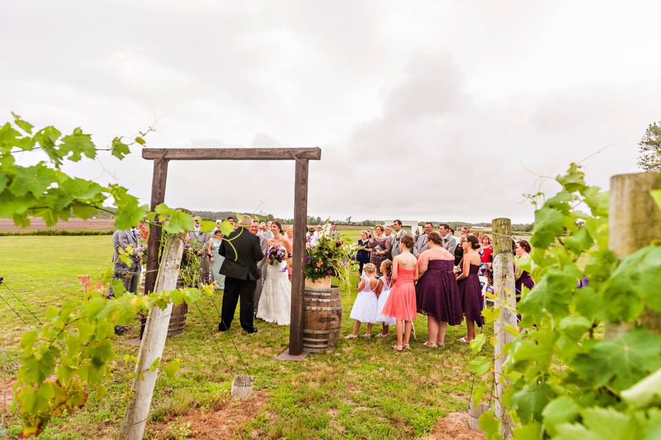 Sanctuary Vineyards
