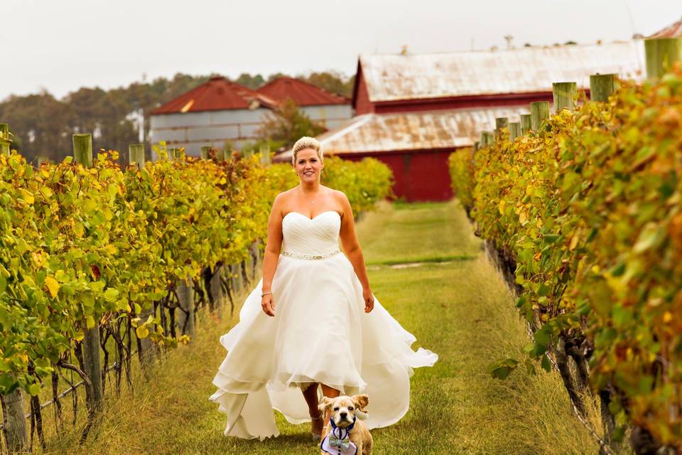 Sanctuary Vineyards