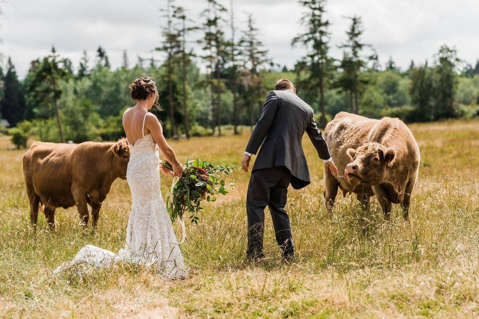 Visiting our cows