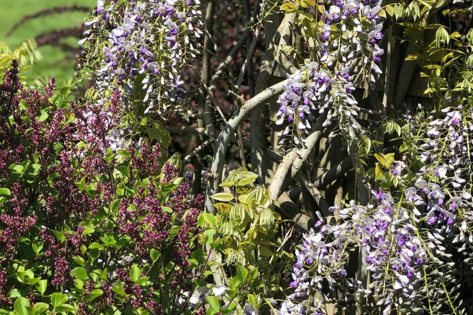 Wisteria Blooms in May