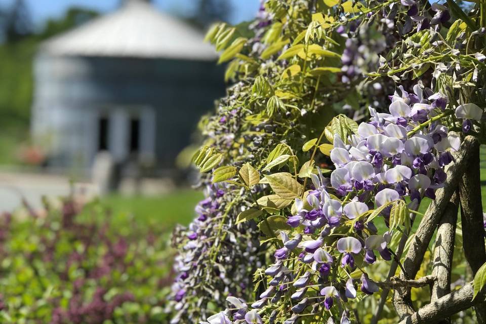 Wisteria Blooms in May