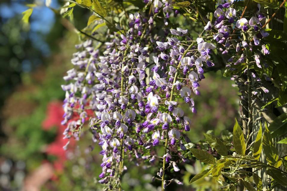 Wisteria Gardens