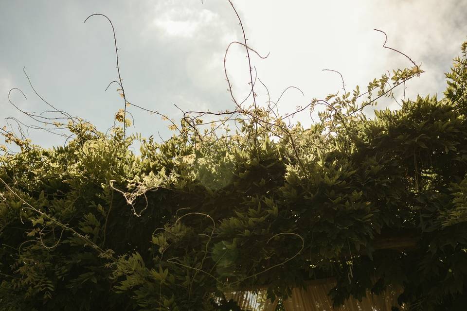 Wisteria Arch