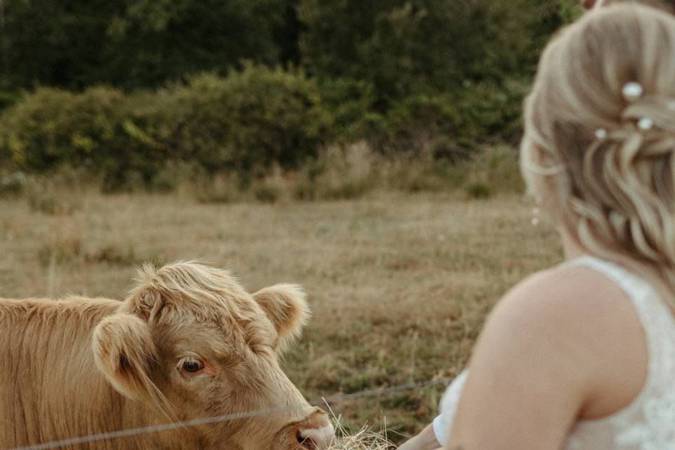Cows