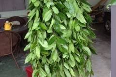 Maile Lei has a whole leafy appearance and is Hawaiian-customary for grooms. Made entirely of fresh green leaves from the maile vine, we offer 3-strand style in 6-foot length. Fragrant bloomed leis and quantity discount order queries welcome.