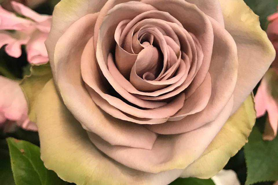 This  rose!  Perfection