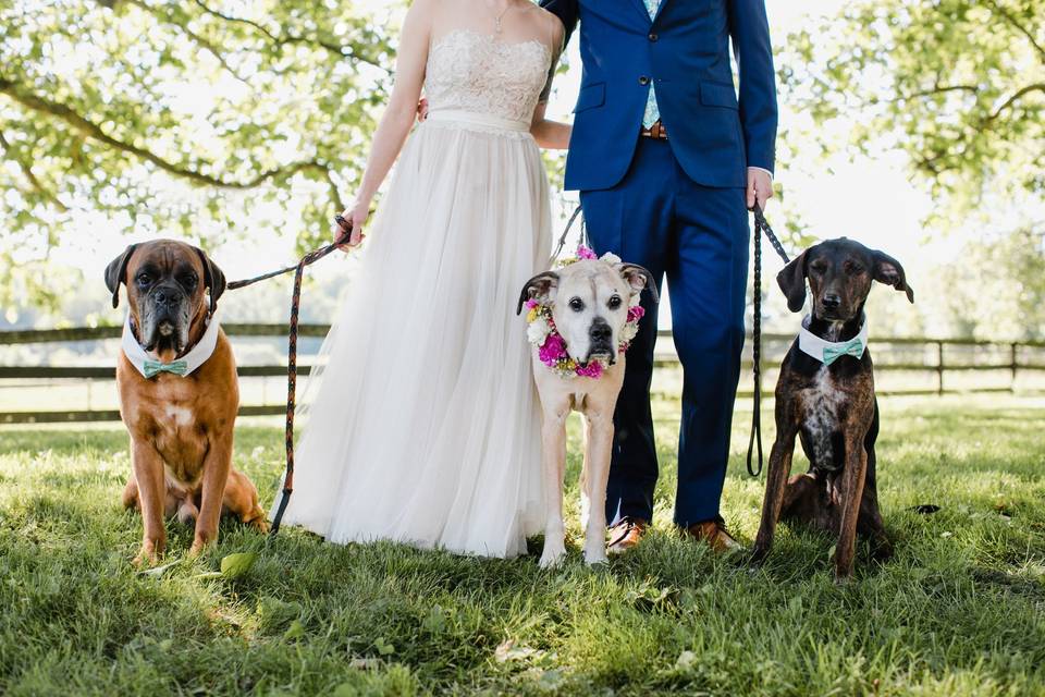 Newlyweds and their dogs