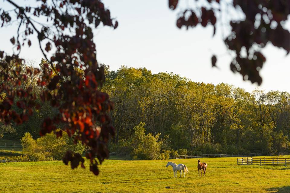 Windfall Farm