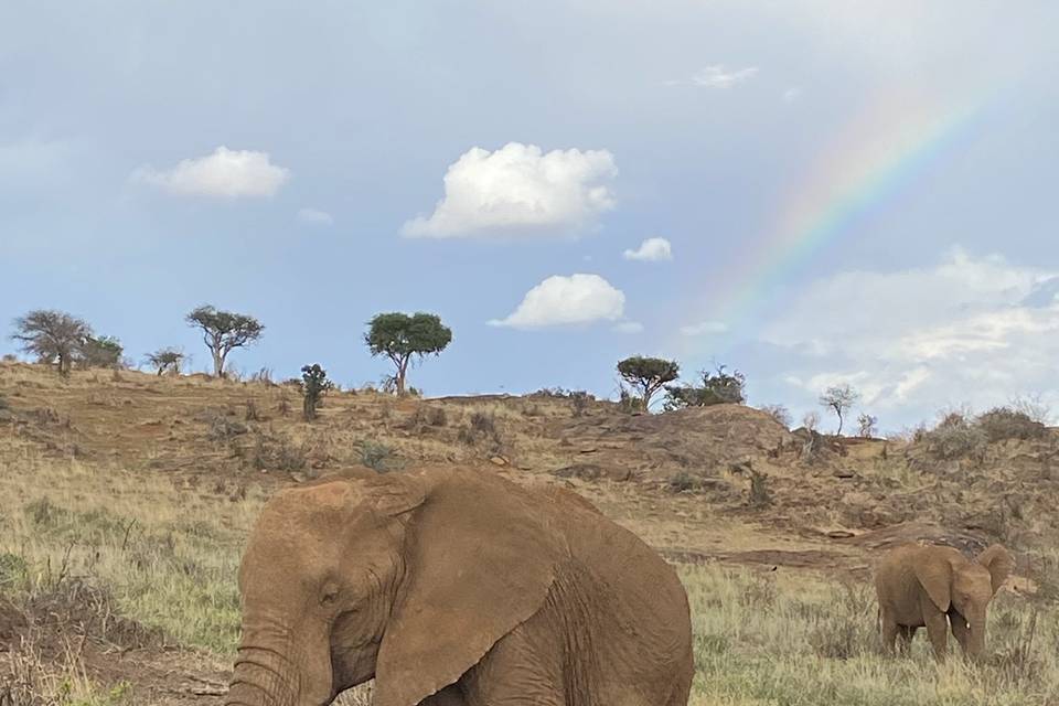 Elephant on Safari