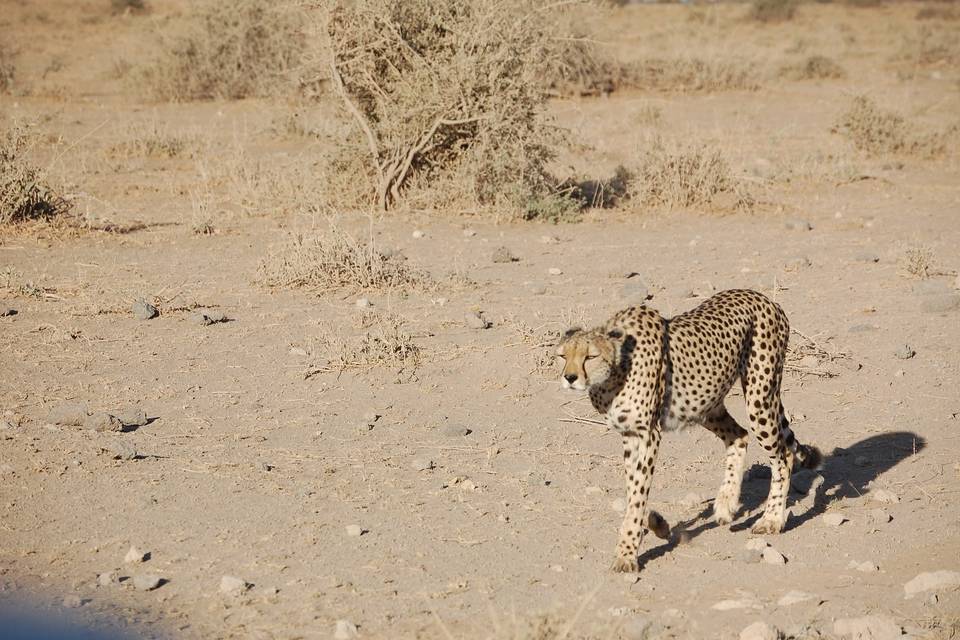 Big 5 on Safari