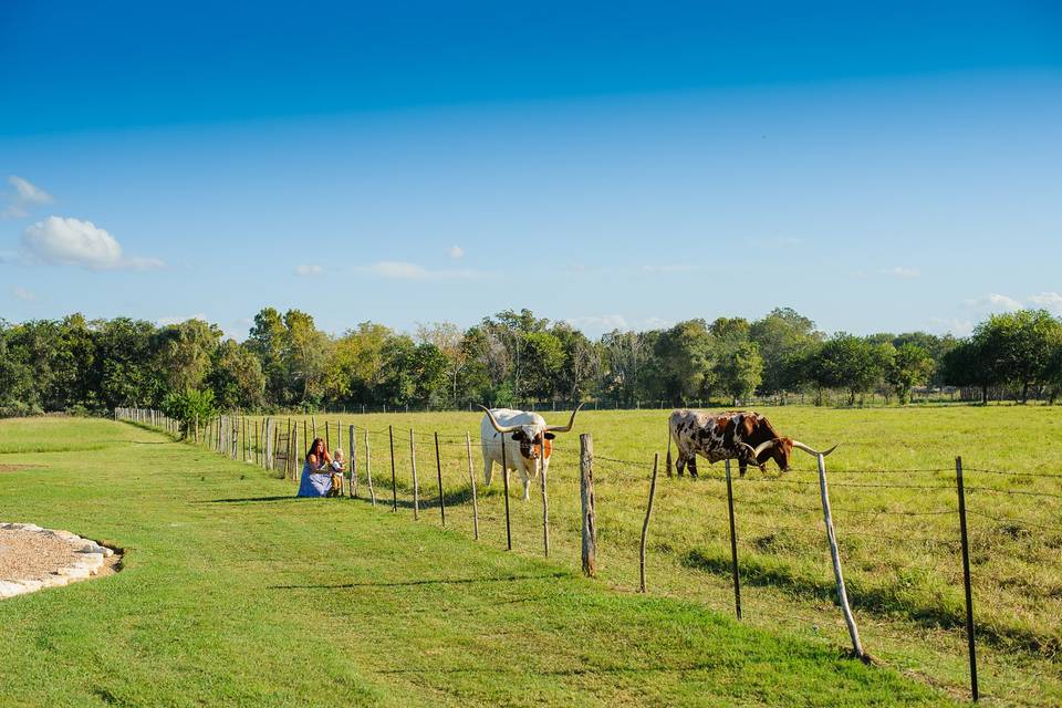 Gruene Estate