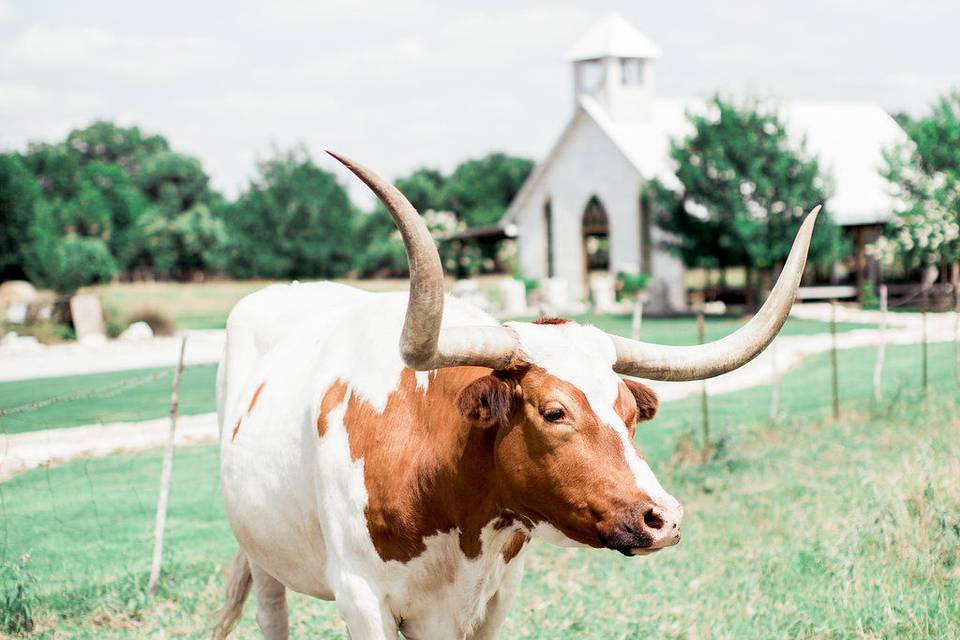 Cow on the run