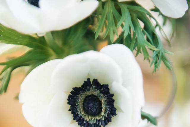 Anemone