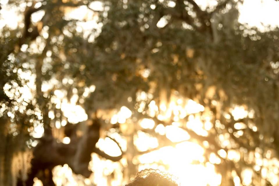 Soft Light Oak Tree