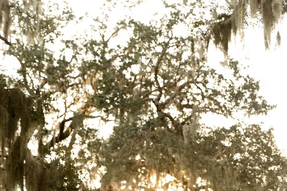 Oak Tree