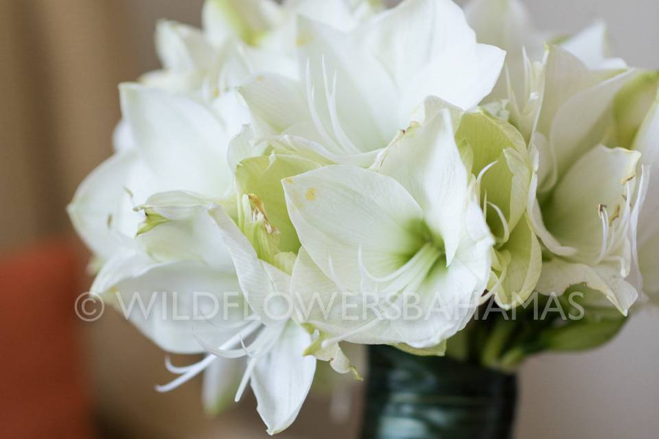 Wildflowers Events & Occasions