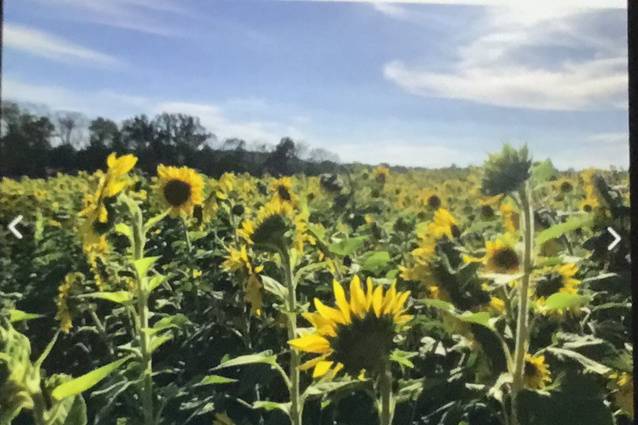 Sunflowers forever!