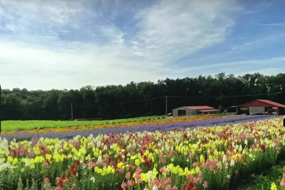 Acres of wildflowers