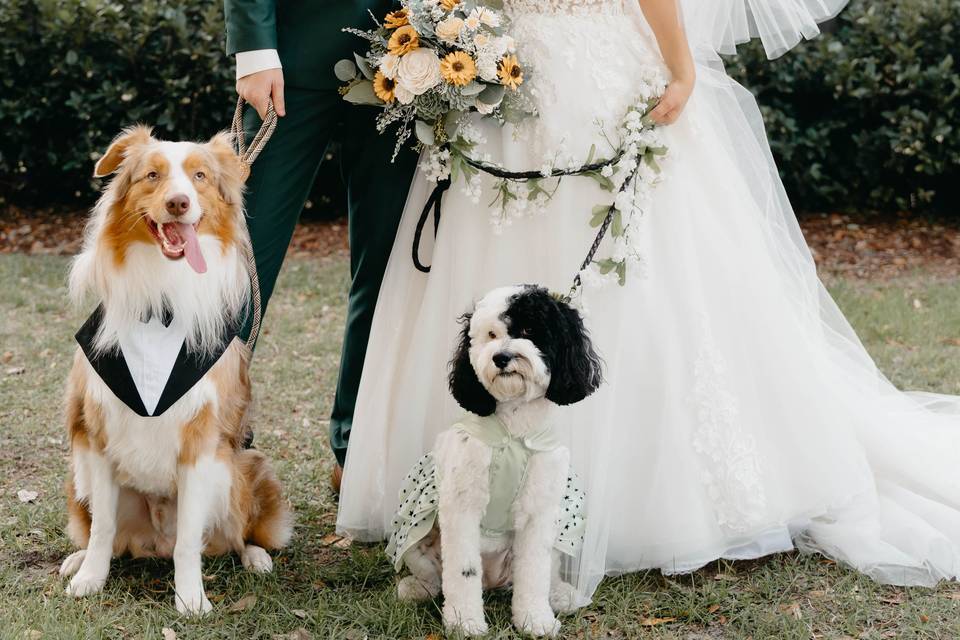 Happy Couple, Happy Pups