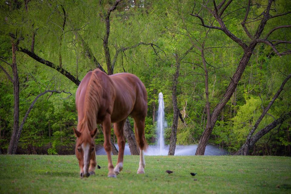 Morris Peaceland Farm