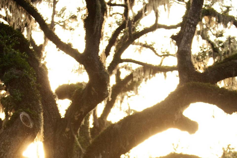 Montage Palmetto Bluff