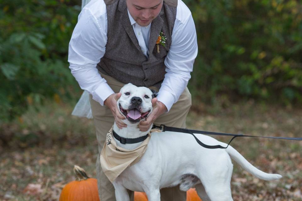 Dog at wedding