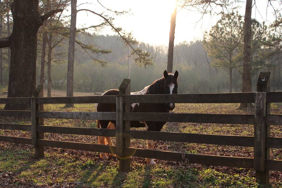 Auburn B&B at Shoofly Farm