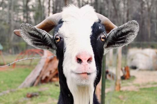 Auburn B&B at Shoofly Farm
