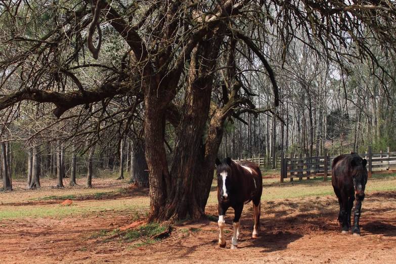 Auburn B&B at Shoofly Farm