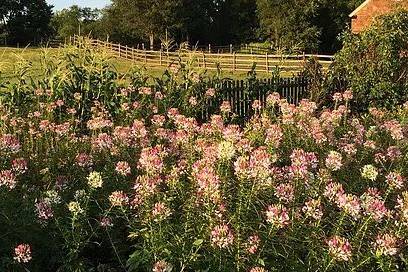 Garden area of Darnall Colonial Farm