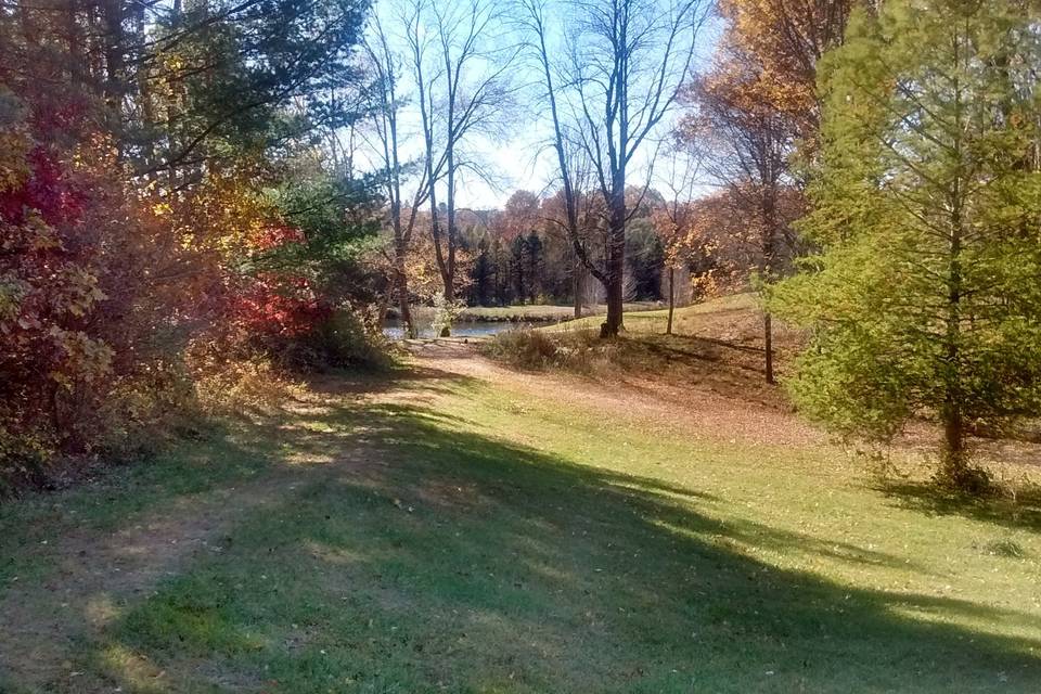 Autumn trees