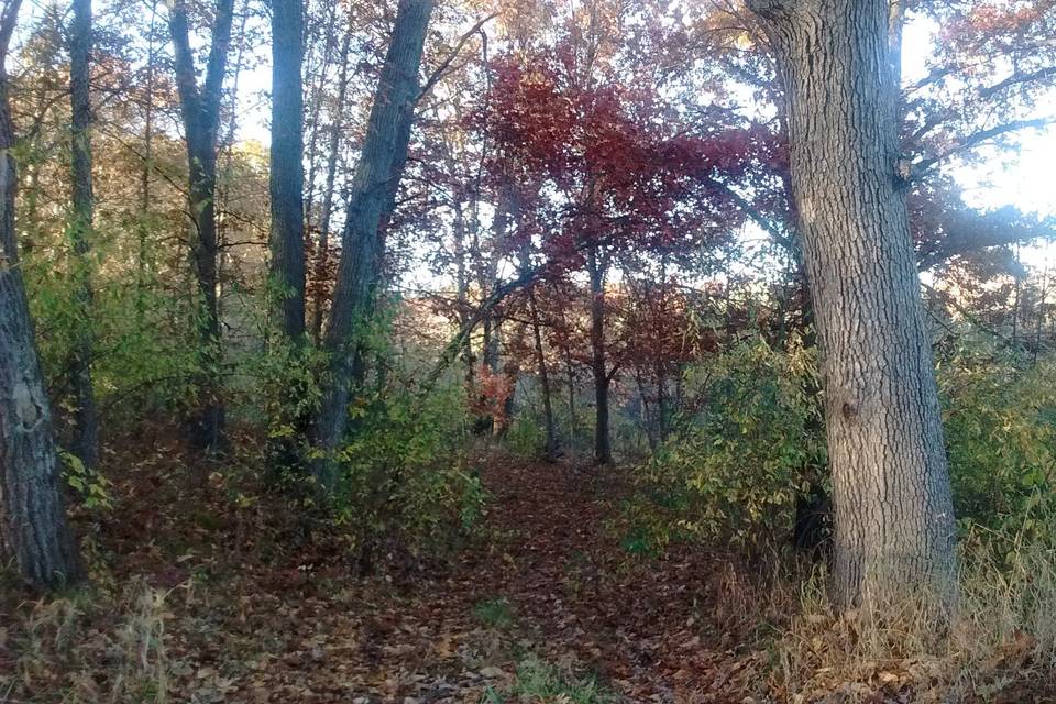 Woods in autumn