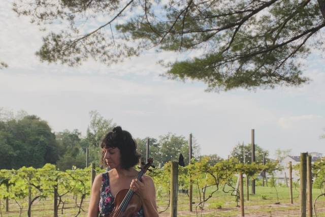 Vineyard violin performance