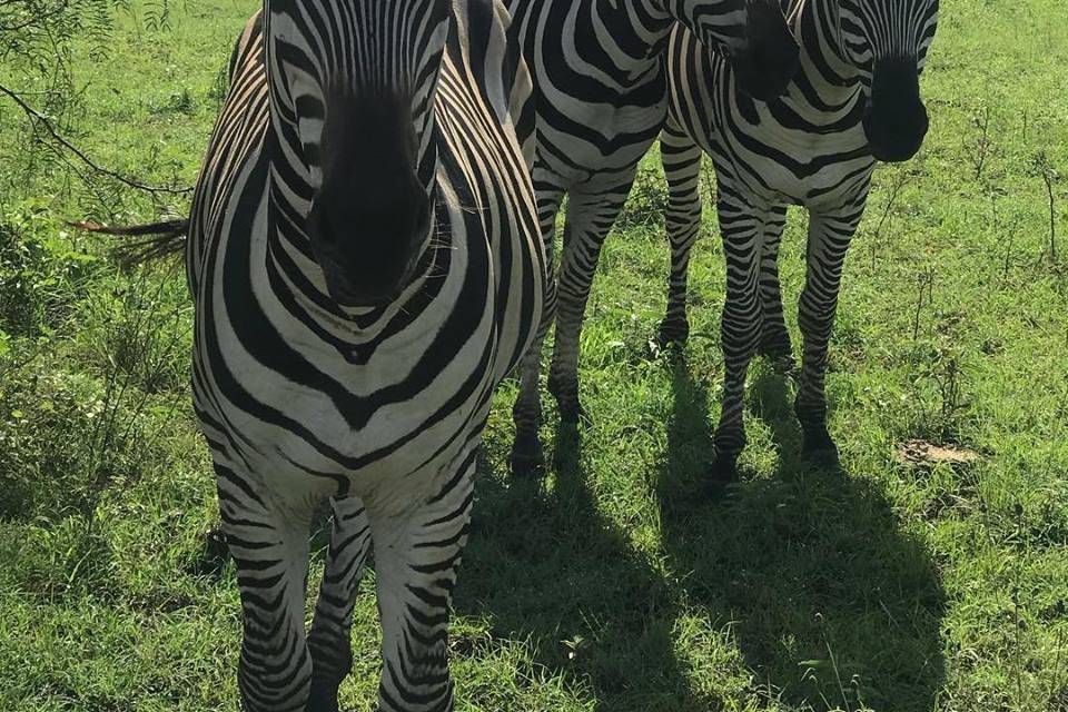 Zebras on site