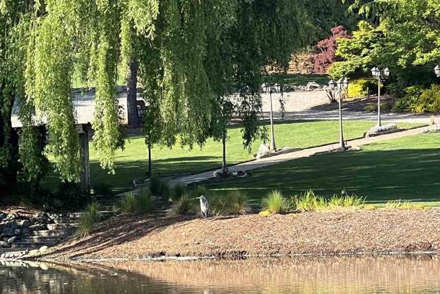 Tree over pond