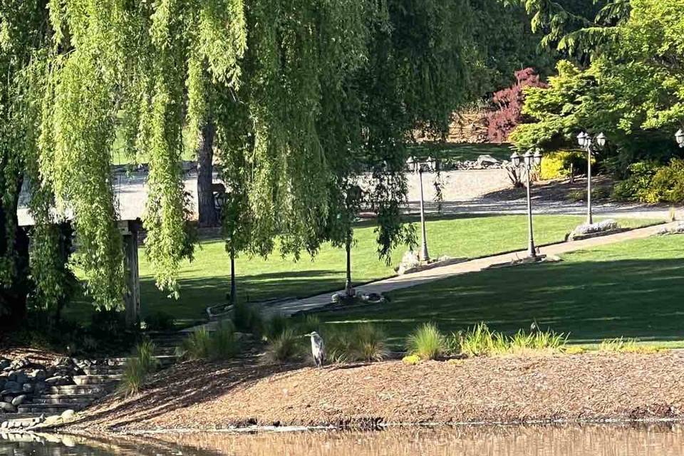 Tree over pond