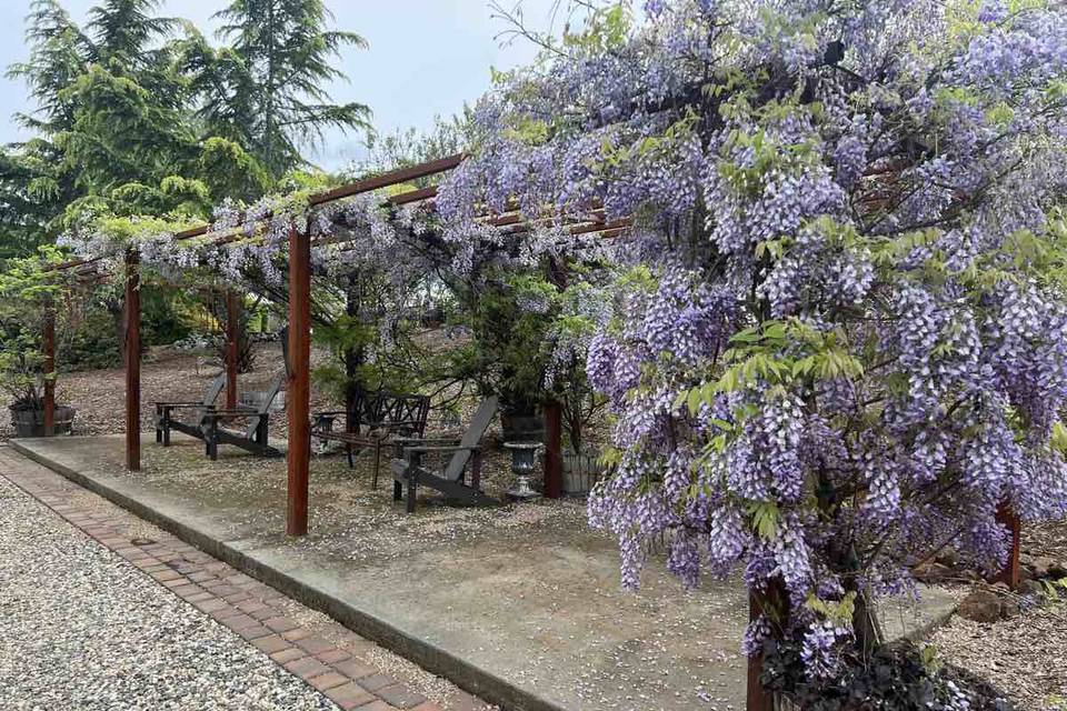 Wisteria