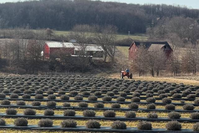 Blooming Springs Farm