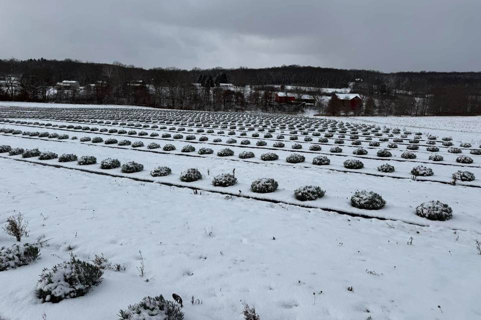 Blooming Springs Farm